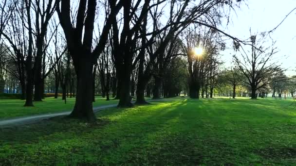 Mañana en el parque . — Vídeo de stock