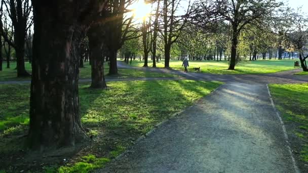 Morning at the park. — Stock Video