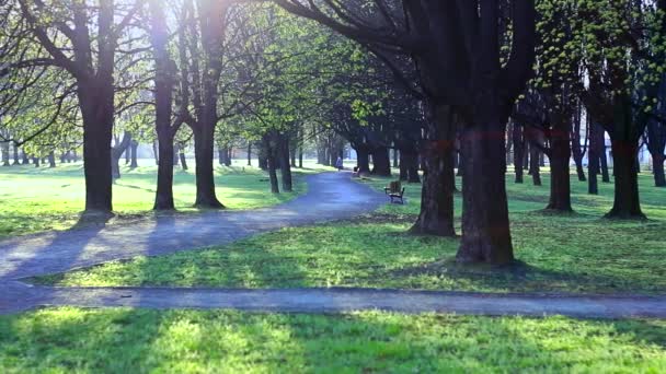 Morgen im Park. — Stockvideo