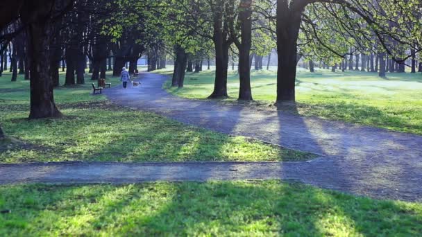 Mañana en el parque . — Vídeos de Stock