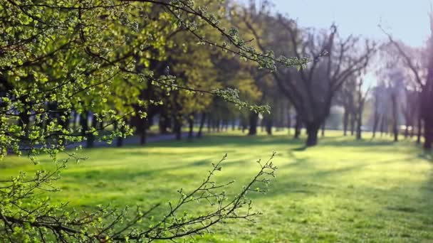 Зелені парки у весняний час . — стокове відео