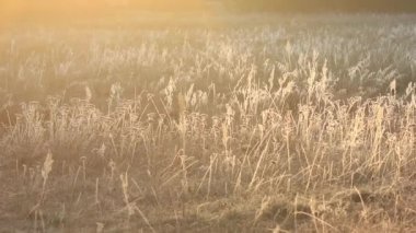 Gündoğumu, güzel kırsal manzara. 