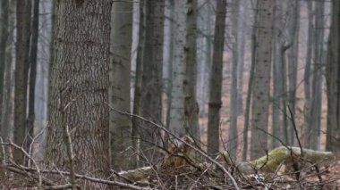 Bieszczady Dağlar eski ormanda. Küçük kar düşüyor.