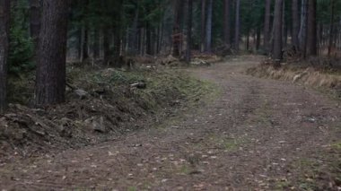 Ormanda yol.
