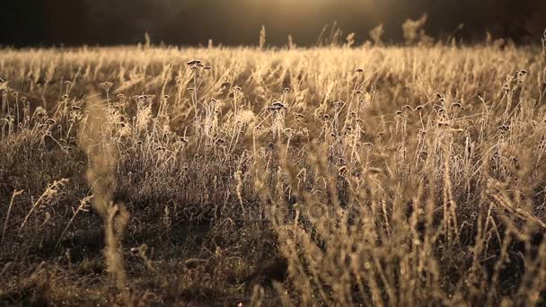フォーカスの変更との朝のシーンで草原. — ストック動画