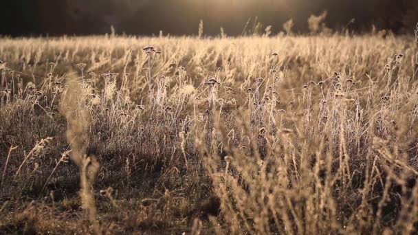 フォーカスの変更との朝のシーンで草原. — ストック動画
