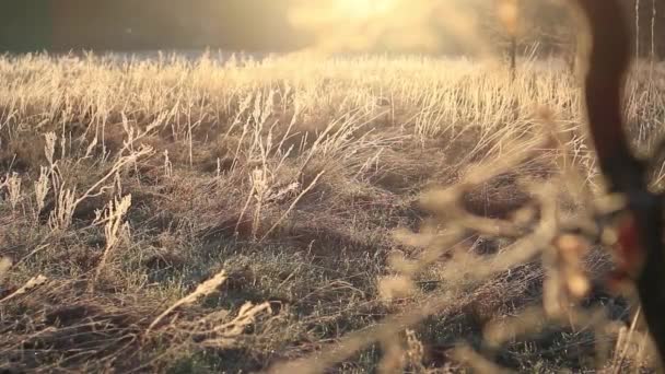 Vackra lantliga landskapet vid soluppgången. — Stockvideo