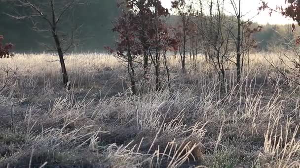 Hermoso paisaje rural al amanecer . — Vídeos de Stock