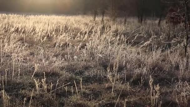 Vackra lantliga landskapet vid soluppgången. — Stockvideo