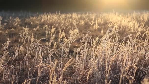 日の出の美しい農村風景. — ストック動画