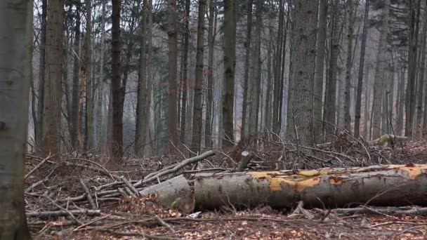 Bieszczady Dağlar eski ormanda. Küçük kar düşüyor. Radoszyce / Polonya - 03312016 — Stok video