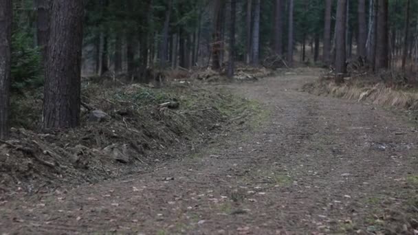 Estrada na floresta. — Vídeo de Stock