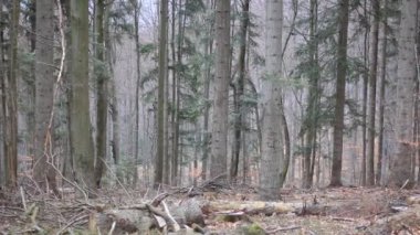 Bieszczady Dağlar ormanda. 