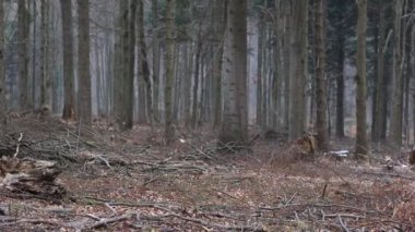 Bieszczady Dağlar ormanda. 