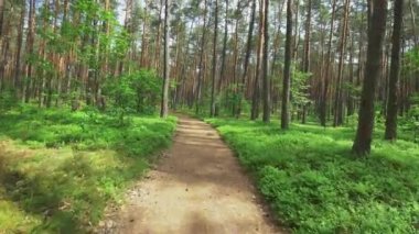 Polonya / Varşova Woods / Tarih - 06032016. Ormandaki kişi binicilik bisiklet. Pürüzsüz flycam/gimbal atış spor aktivite.