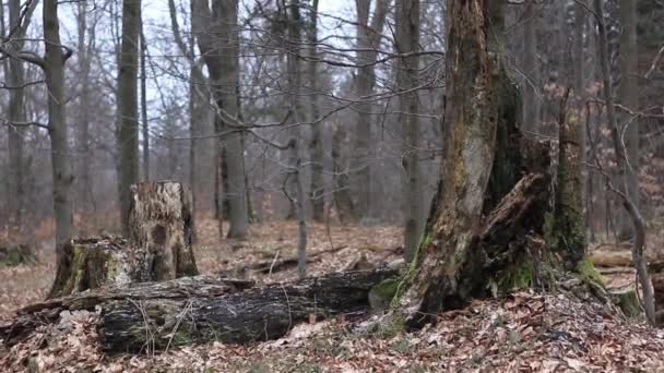 Όμορφο δάσος στα βουνά Bieszczady. — Αρχείο Βίντεο