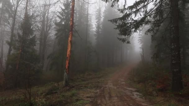 Poland Radoszyce Datum 12292015 Geheimnisvoller Wald Nebelbedeckten Bergen — Stockvideo