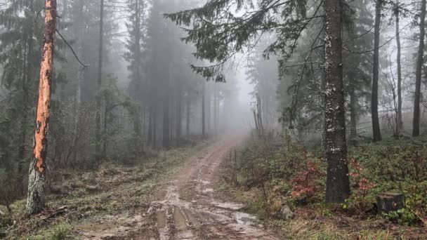 Polonia Radoszyce Fecha 12292015 Bosque Misterioso Las Montañas Cubierto Niebla — Vídeos de Stock