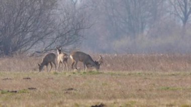 Avrupa'nın vahşi hayvanlar.