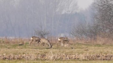 Avrupa'nın vahşi hayvanlar.