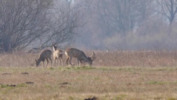 Animaux sauvages en Europe . — Video