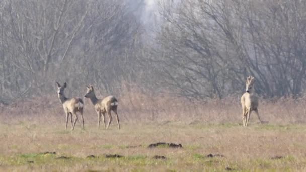 Wild animals in Europe. — Stock Video