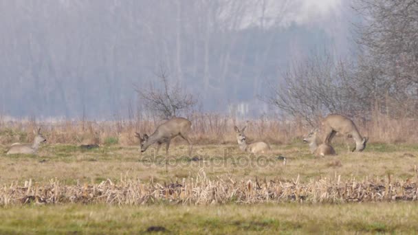 Animales salvajes en Europa . — Vídeos de Stock