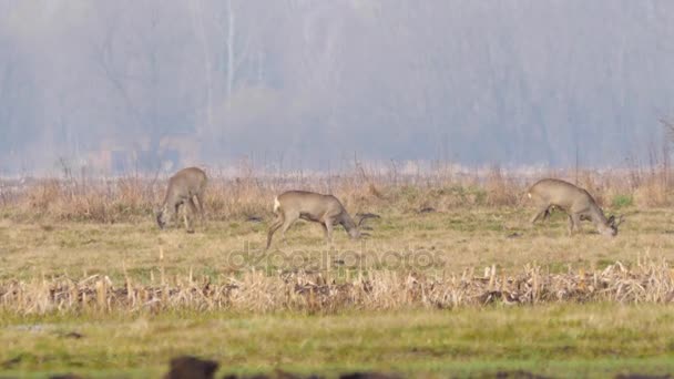 Animales salvajes en Europa . — Vídeos de Stock