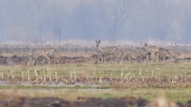 Animales salvajes en Europa . — Vídeos de Stock