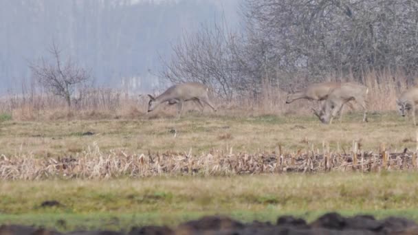 Wildtiere in Europa. — Stockvideo