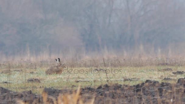 Wilde dieren in Europa. — Stockvideo