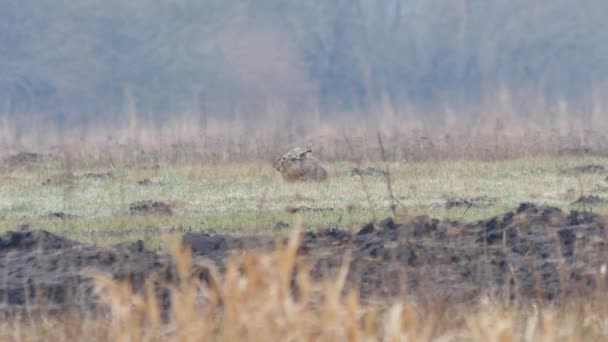 Wildtiere in Europa. — Stockvideo