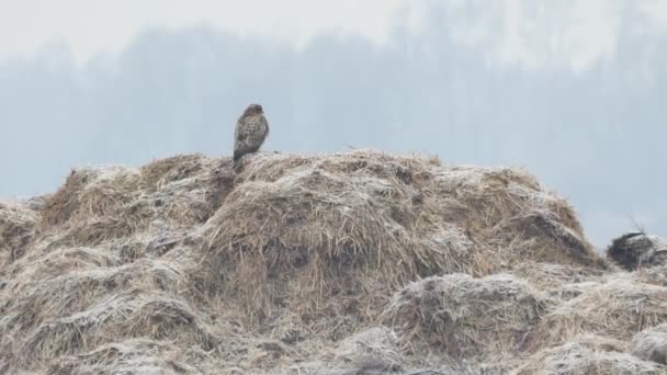 Wild animals of Europe — Stock Video