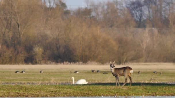 Wilde dieren in Europa — Stockvideo