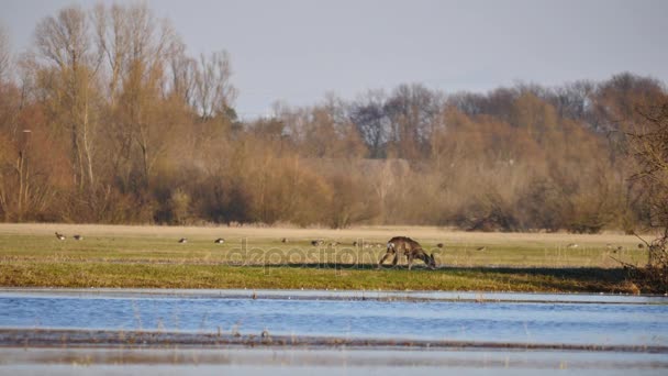 Wildtiere in Europa — Stockvideo