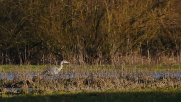 Dieren van Europa. — Stockvideo