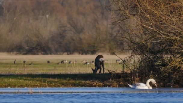 Animaux sauvages en Europe — Video