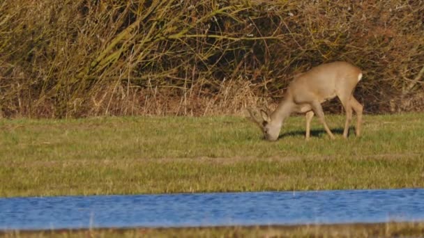 Animales salvajes en Europa — Vídeos de Stock