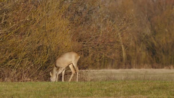 Wild animals in Europe — Stock Video