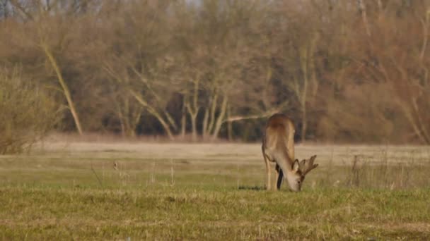 Animales salvajes en Europa — Vídeos de Stock