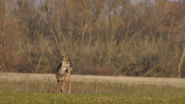 在欧洲的野生动物 — 图库视频影像