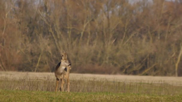 Animaux sauvages en Europe 