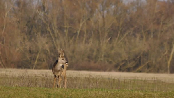 Wilde dieren in Europa — Stockvideo