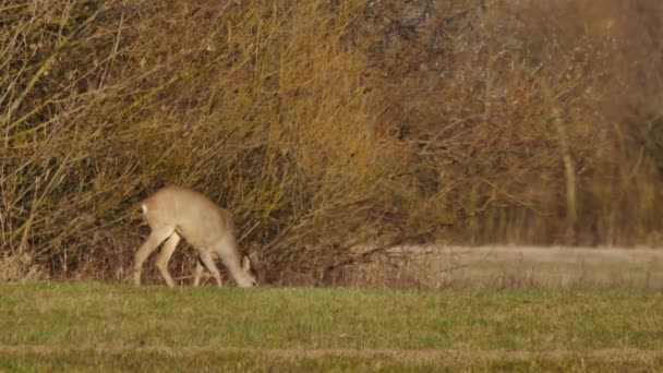 Animaux sauvages en Europe 