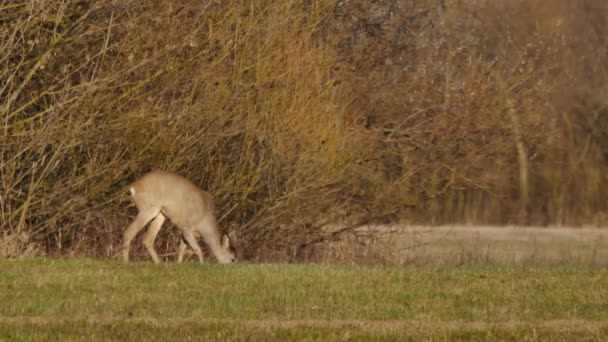 Wild animals in Europe — Stock Video