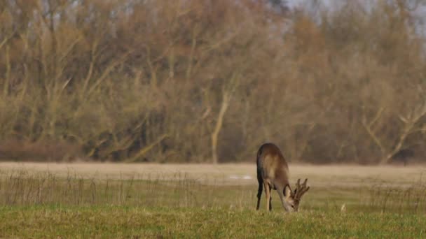 Wilde dieren in Europa — Stockvideo