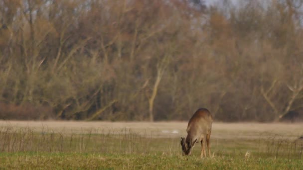 在欧洲的野生动物 — 图库视频影像