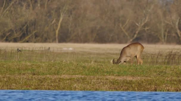 Animaux sauvages en Europe — Video