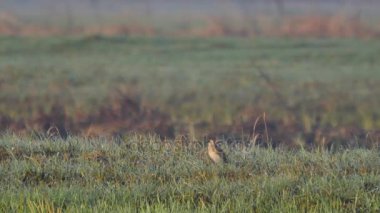 Avrupa'nın vahşi hayvanlar