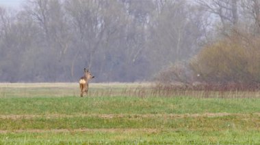 Avrupa'nın vahşi hayvanlar
